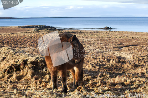 Image of Brown icelandic pony on a meadow