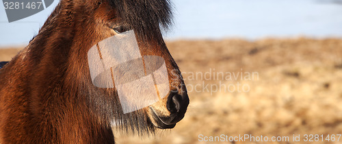 Image of Extreme closeup of an Icelandic brown pony 