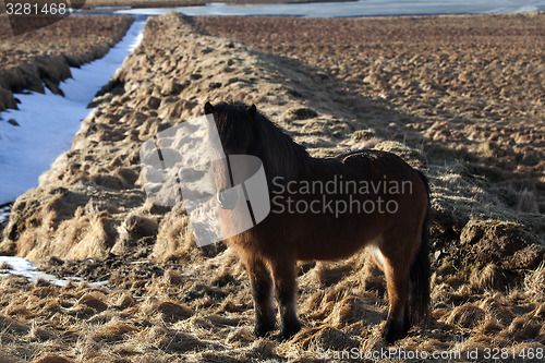 Image of Brown icelandic pony on a meadow