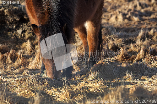 Image of Brown icelandic pony on a meadow