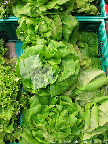 Image of Green salad