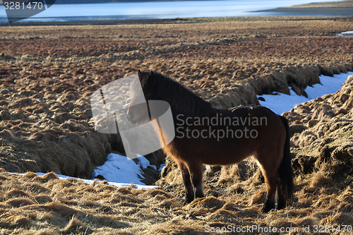 Image of Brown icelandic pony on a meadow