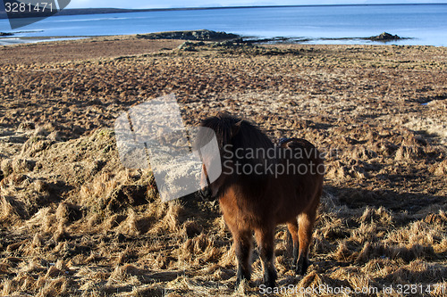 Image of Brown icelandic pony on a meadow