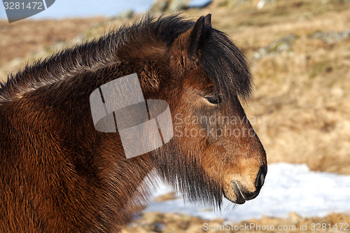 Image of Brown icelandic pony on a meadow