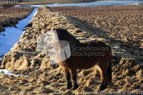 Image of Brown icelandic pony on a meadow