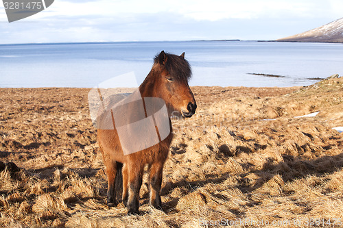 Image of Brown icelandic pony on a meadow