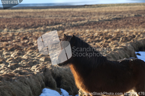 Image of Brown icelandic pony on a meadow