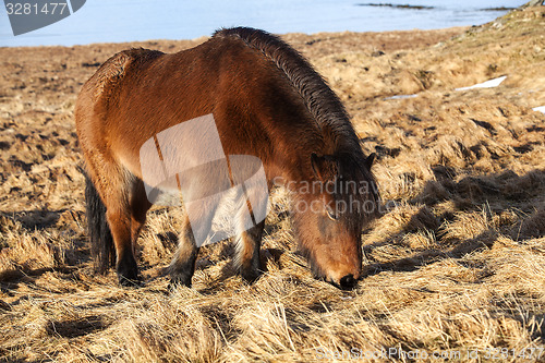 Image of Brown icelandic pony on a meadow