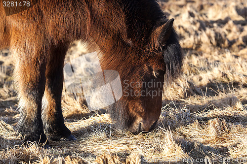 Image of Brown icelandic pony on a meadow