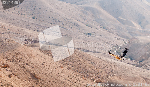 Image of A bird in Negev desert