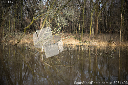 Image of Trees reflection in a water