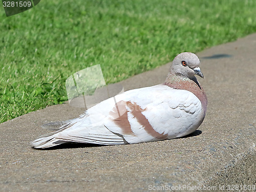 Image of Brown and White Pigeon