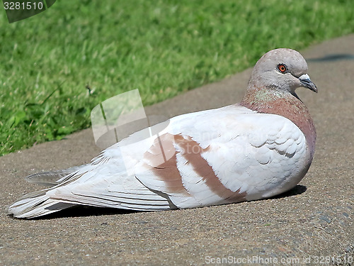 Image of Brown and White Pigeon