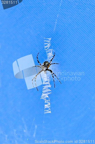 Image of Black and Yellow Argiope Spider