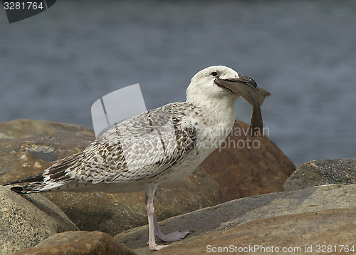 Image of Great Black-backed gull