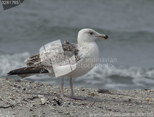 Image of Great Black-backed gull