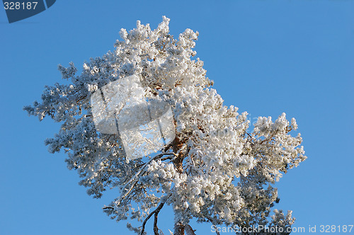 Image of Very cold tree