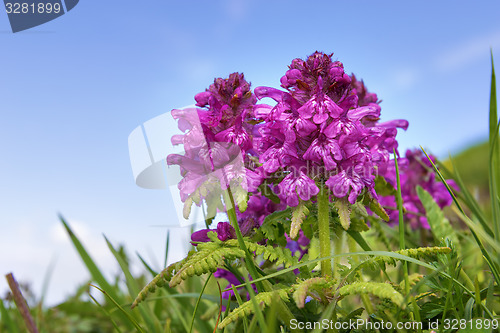 Image of Wild flowers Bavaria Alps