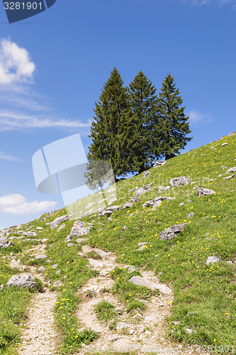 Image of Trees Bavaria Alps