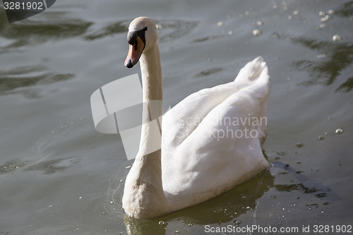 Image of Swan at the lake