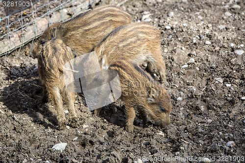 Image of Four wild young piglets on a field