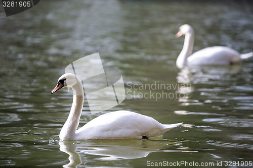 Image of Two swans at the lake