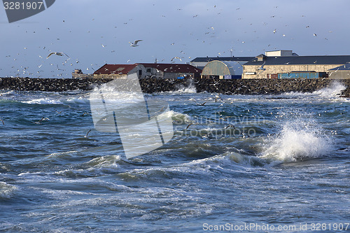 Image of Gulls hunting for fish