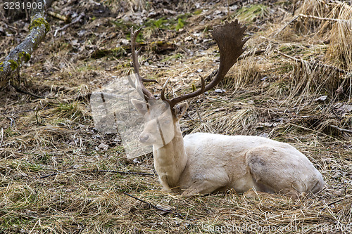 Image of Albino buck deer in the forest