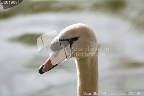 Image of Closeup of a curious swan