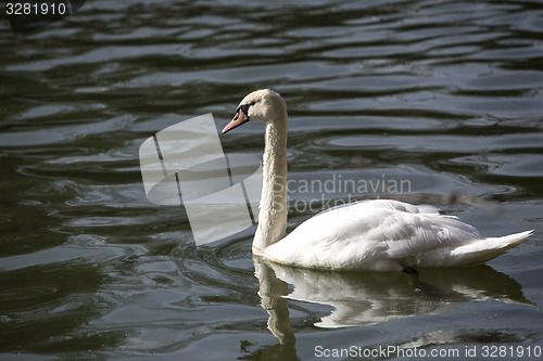 Image of Swan at the lake