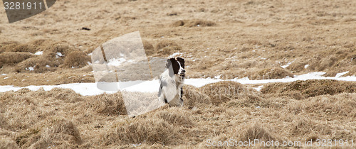 Image of Attentive dog at work