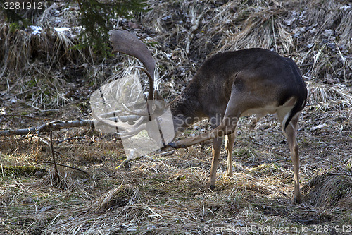 Image of Buck deer in the forest