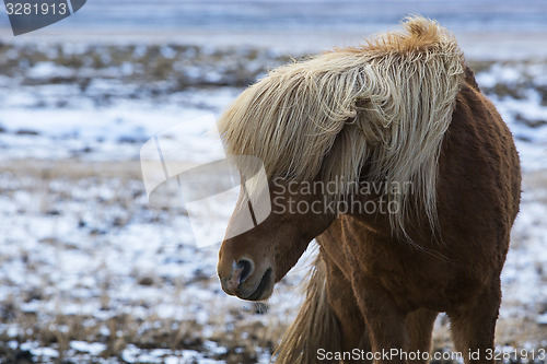 Image of Angry Icelandic horse on a meadow in winter