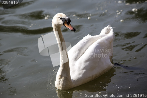 Image of Swan at the lake