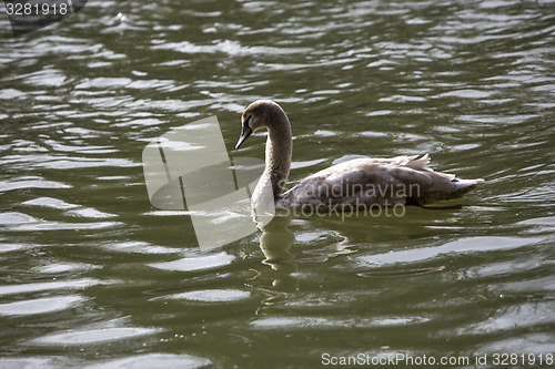 Image of Young swan swims in the lake