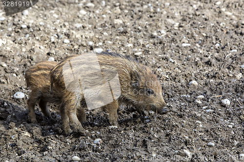 Image of Wild young piglets on a field