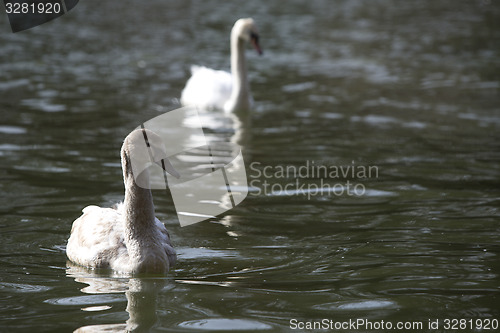 Image of Young swan at the lake