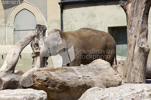 Image of Old elephant