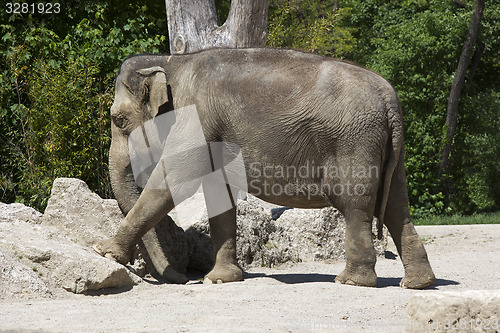 Image of Old elephant