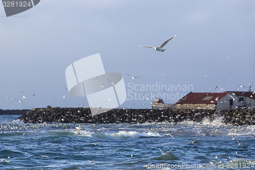 Image of Gulls hunting for fish