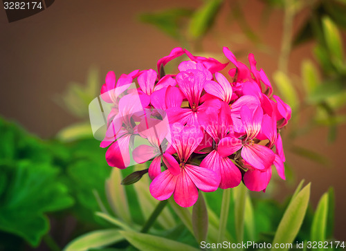 Image of Beautiful primrose flower among green leaves in the garden.