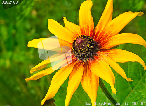 Image of Big beautiful flower with yellow petals.