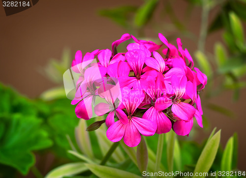 Image of Beautiful primrose flower among green leaves in the garden.