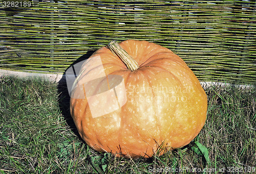 Image of One big pumpkins lie at a wattled fence.
