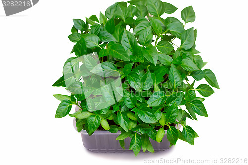 Image of Young seedlings of pepper on a white background.