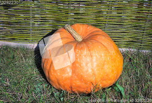 Image of One big pumpkins lie at a wattled fence.