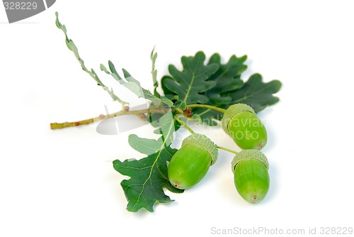 Image of Acorns oak branch