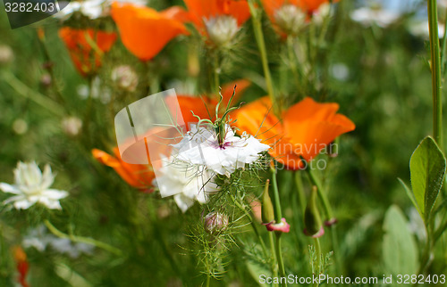 Image of White nigella flower 