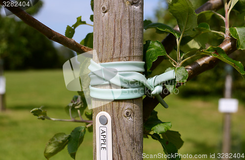 Image of Young apple tree staked in an orchard