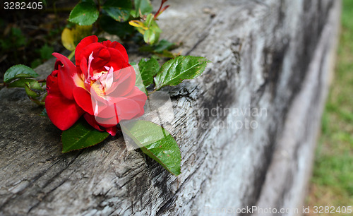 Image of Red rose on weathered wood